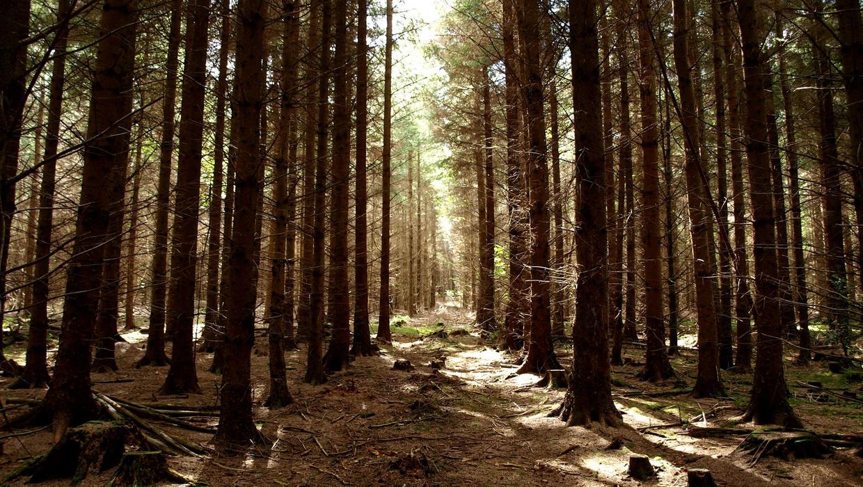 Sale of standing and felled timber - Huntly
